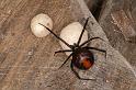 Latrodectus_hasselti_D3637_Z_88_Hamelin pool_Australie